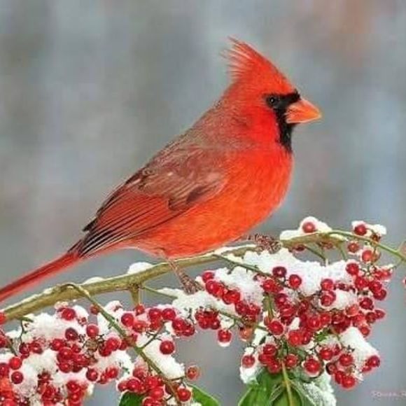 Meet your Posher, Janie - Picture 1 of 1